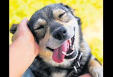 can dostlari terk edene ceza yagdi 7IquV25m