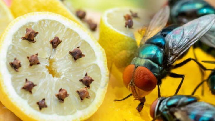 cok ugrastirdi lakin bitti karasinekler pencereye yaklasamiyor ortadan kesip saplayin 0 9jhc3i2l