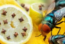 cok ugrastirdi lakin bitti karasinekler pencereye yaklasamiyor ortadan kesip saplayin MmlgZBtZ