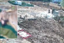 esenyurtta kopek azapla olduruldu savi QyFZPAGl