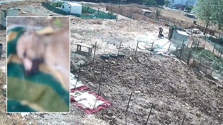 esenyurtta kopek azapla olduruldu savi QyFZPAGl