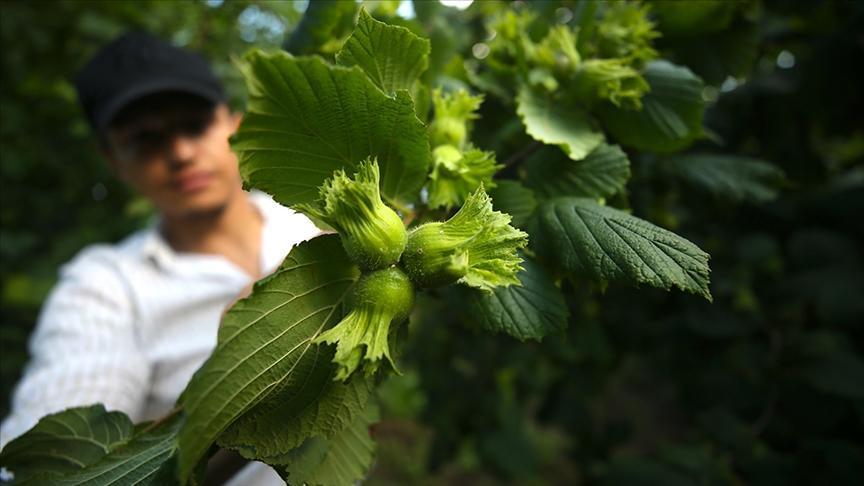 Fındık rekoltesinin bu yıl 453 bin ton olması bekleniyor