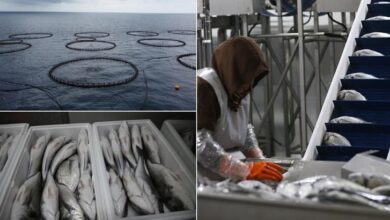hatayda kafeste yetistirilen baliklar avrupa ulkelerine ihrac ediliyor Td3TXq3G