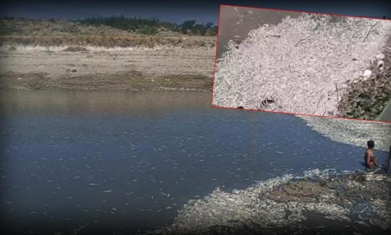 hatayda su duzeyi azaldi balik vefatlari artti GYP4sDkJ