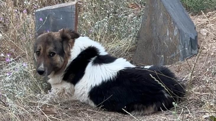İmgeler yürekleri ısıttı! Ceylan Ertem'den alkışlanacak hareket 3 imgeler yurekleri isitti ceylan ertemden alkislanacak hareket 1 brjTPW8m