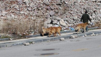 istanbul valiliginden sahipsiz sokak hayvanlarinin toplatilmasi karari XdAHwZmq