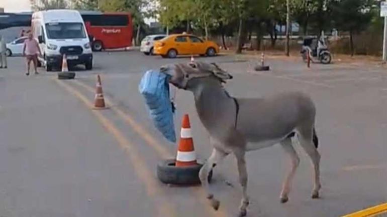 Latife değil gerçek! Otobüs sürücüsü uyurken eşek yastığını çaldı: Dubaları, materyalleri alıp kaçıyor 2 latife degil gercek otobus surucusu uyurken esek yastigini caldi dubalari materyalleri alip kaciyor 0 9frYCJrR