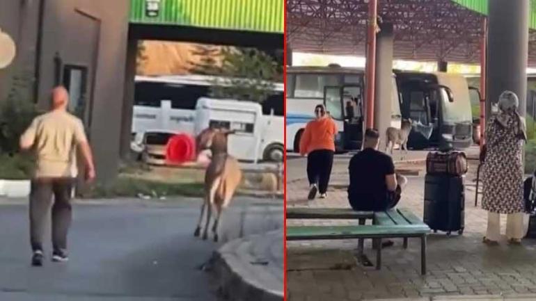 Latife değil gerçek! Otobüs sürücüsü uyurken eşek yastığını çaldı: Dubaları, materyalleri alıp kaçıyor 3 latife degil gercek otobus surucusu uyurken esek yastigini caldi dubalari materyalleri alip kaciyor 1 T58SuuKc