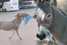 latife degil gercek otobus surucusu uyurken esek yastigini caldi dubalari materyalleri alip kaciyor sKmgRx4h