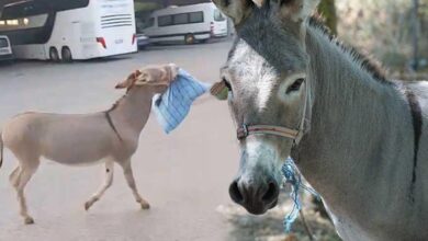 latife degil gercek otobus surucusu uyurken esek yastigini caldi dubalari materyalleri alip kaciyor sKmgRx4h