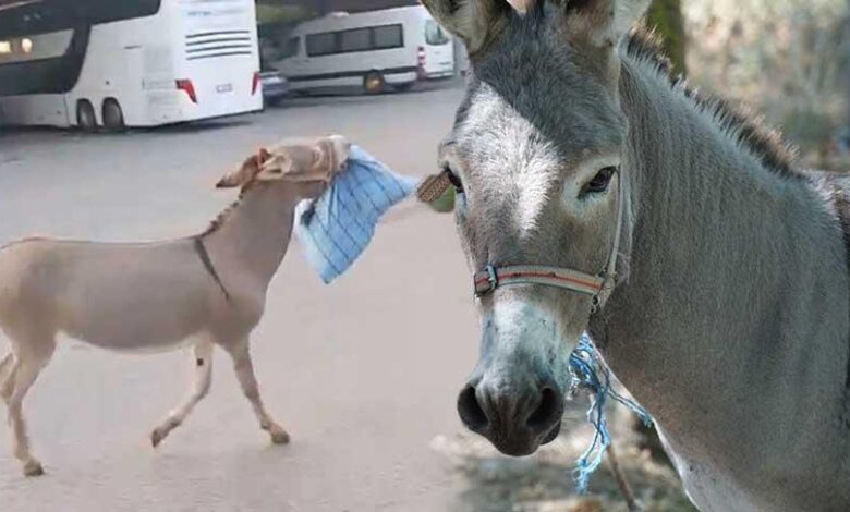 Latife değil gerçek! Otobüs sürücüsü uyurken eşek yastığını çaldı: Dubaları, materyalleri alıp kaçıyor 1 latife degil gercek otobus surucusu uyurken esek yastigini caldi dubalari materyalleri alip kaciyor sKmgRx4h