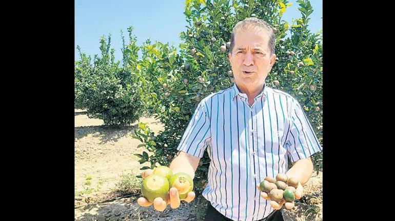 Narenciyede kayıp yıl! Zirai don ve kuraklıktan sonra artık de sıcak vurdu 2 narenciyede kayip yil zirai don ve kurakliktan sonra artik de sicak vurdu 0 Z18e1Jbf