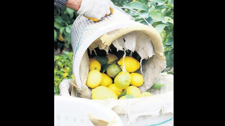 Narenciyede kayıp yıl! Zirai don ve kuraklıktan sonra artık de sıcak vurdu 3 narenciyede kayip yil zirai don ve kurakliktan sonra artik de sicak vurdu 1 ITncsn47