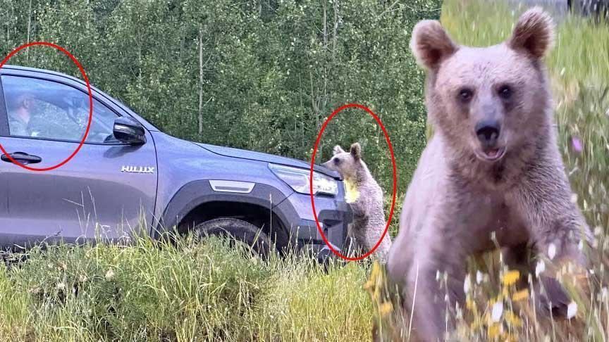Nemrut Dağı’nda ayı tehlikesi! Uzmanlar uyardı: ‘Elle beslemeyin, saldırabilirler