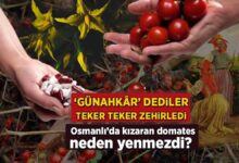 osmanlida kizaran domates neden yenmezdi gunahk r dediler teker teker zehirledi gZVNb1nt