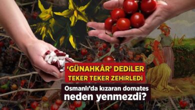 osmanlida kizaran domates neden yenmezdi gunahk r dediler teker teker zehirledi gZVNb1nt