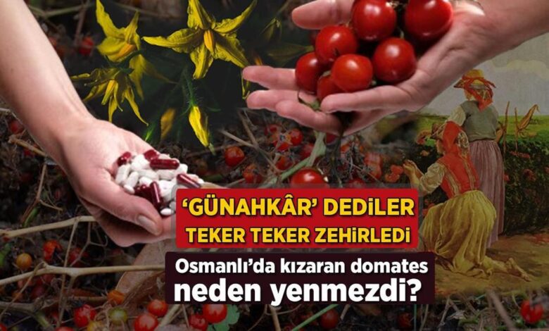 Osmanlı'da kızaran domates neden yenmezdi? 'Günahkâr' dediler, teker teker zehirledi 1 osmanlida kizaran domates neden yenmezdi gunahk r dediler teker teker zehirledi gZVNb1nt