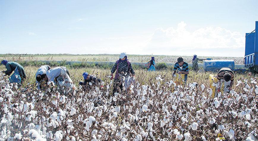 Pamuk üretimi 3’lü kıskaç altında