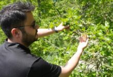 rusyadan gelen polen kastamonuya ulasti agustos ve eylul aylarinda etkiliyor PyRNuTMc