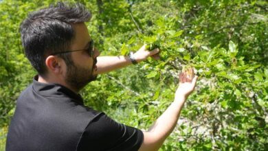 rusyadan gelen polen kastamonuya ulasti agustos ve eylul aylarinda etkiliyor PyRNuTMc