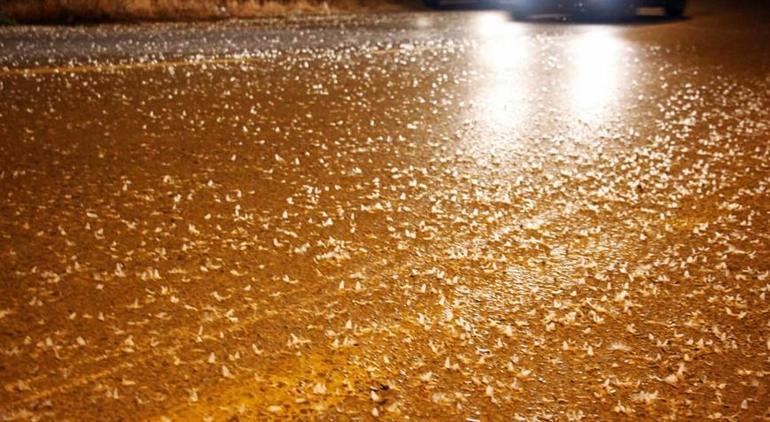 sakaryada yollar beyaza burundu kar degil birgun sineklerinin olum dansi 3 krcyPjaL