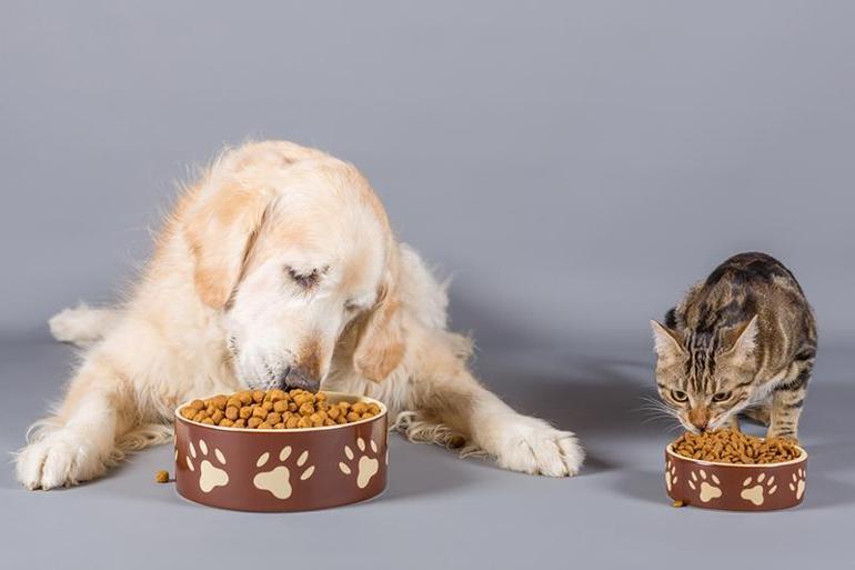 Sıcaklar geliyor, tedbirini al: Kedi ve köpeği olanlar için yaz rehberi 2 sicaklar geliyor tedbirini al kedi ve kopegi olanlar icin yaz rehberi 0 jX8CDuyO