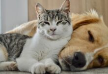 sicaklar geliyor tedbirini al kedi ve kopegi olanlar icin yaz rehberi YWIgu1Rb