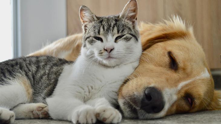 Sıcaklar geliyor, tedbirini al: Kedi ve köpeği olanlar için yaz rehberi 1 sicaklar geliyor tedbirini al kedi ve kopegi olanlar icin yaz rehberi YWIgu1Rb