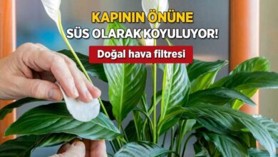 sus diye kullaniyoruz ancak konutu temizliyor hava filtresi goren salon bitkisi bakimi cok kolay jUNbJPcQ