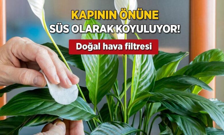 sus diye kullaniyoruz ancak konutu temizliyor hava filtresi goren salon bitkisi bakimi cok kolay jUNbJPcQ