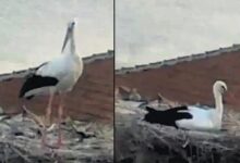 yaren leylek zelzelesi hissetti tZMnVgOO