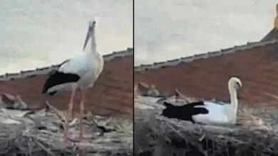 yaren leylek zelzelesi hissetti tZMnVgOO