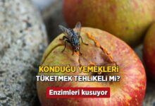 yemege konan sinek bu turlu mahvediyor nerede gezindigi kiymetli megerse zehirmis I6OYYZMG