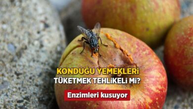 yemege sinek konduysa dikkat bu muddette enzimleri kusuyor lagimdaki bakteriyi tasiyabilir Fe7SrFki