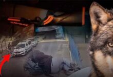 2 polisi sehit eden saldirgan yalniz kurt mu dunyaya yayildi tam da bu yaslarda ny82IE7S