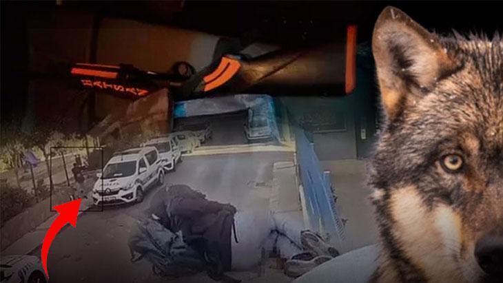 2 polisi şehit eden saldırgan 'Yalnız Kurt' mu? Dünyaya yayıldı: 'Tam da bu yaşlarda başlar' 1 2 polisi sehit eden saldirgan yalniz kurt mu dunyaya yayildi tam da bu yaslarda ny82IE7S