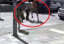 bakan yerlikaya kadin yayaya tokat atan trafik zorbasi yakalandi lreUQwT5