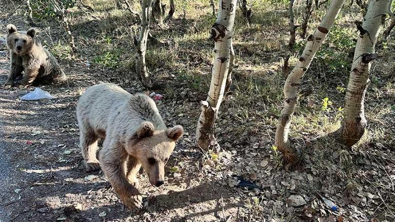 Bitlis’te ayı saldırısı! Valilikten flaş açıklama 2 bitliste ayi saldirisi valilikten flas aciklama 0 JDDUcsFc