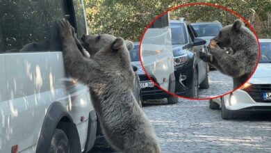 bitliste ayi saldirisi valilikten flas aciklama VSJPJHnS