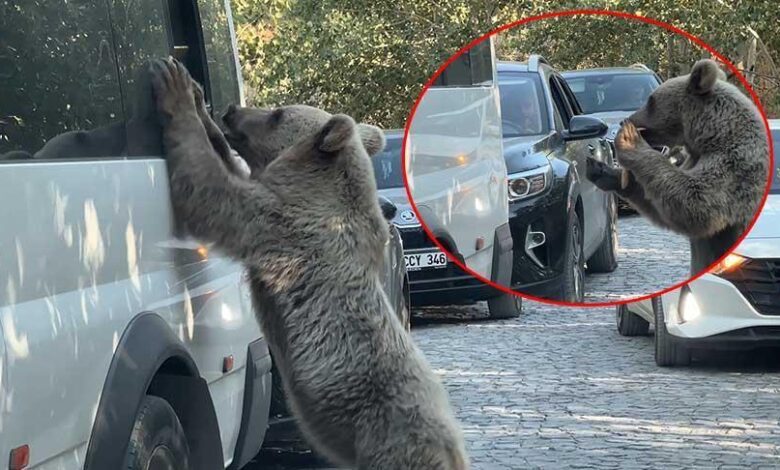 Bitlis’te ayı saldırısı! Valilikten flaş açıklama 1 bitliste ayi saldirisi valilikten flas aciklama VSJPJHnS