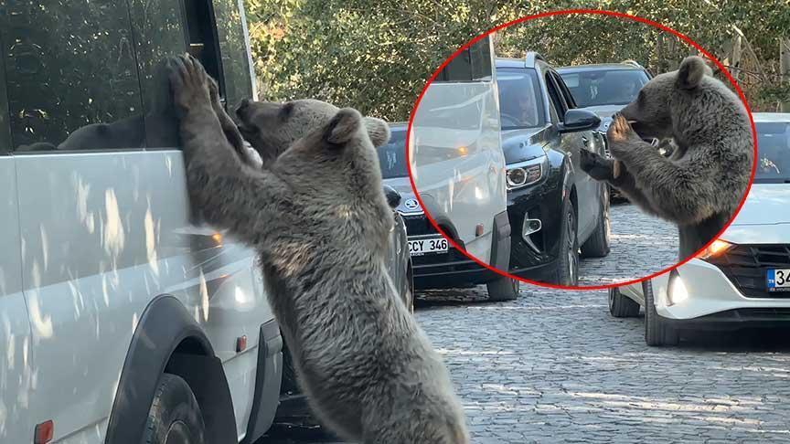 Bitlis’te ayı saldırısı! Valilikten flaş açıklama