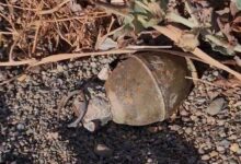 bursa kiyisinda panik iznik golu kiyisinda el bombasi bulundu YJImGfrY