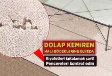dolap kemiren hali boceklerine elveda kiyafetleri kutulamak kaide pencereleri denetim edin 6sOOWesR