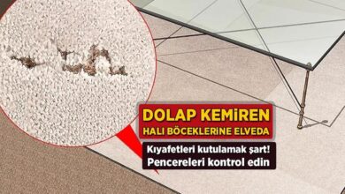 dolap kemiren hali boceklerine elveda kiyafetleri kutulamak kaide pencereleri denetim edin 6sOOWesR