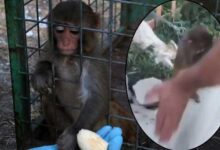 hatayda kacak maymun skandali tokat attigi imajlar ortaligi karistirdi G34NW6g3