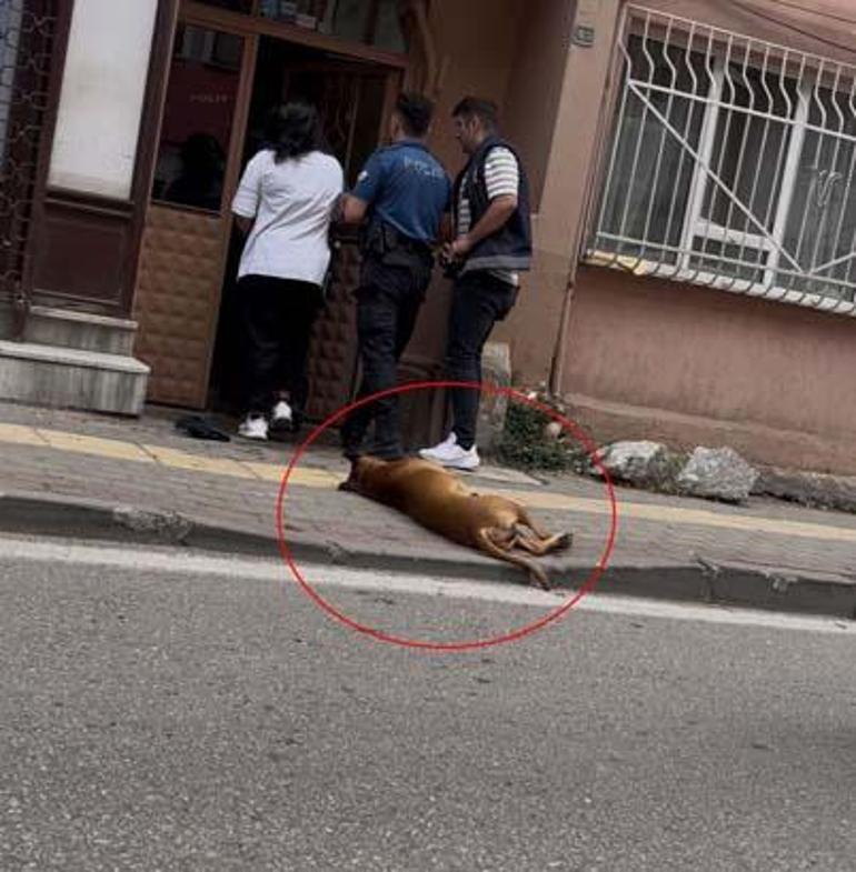 İhbara giden polislerden birini pitbull, oburunu ise sahibi ısırdı! 3 ihbara giden polislerden birini pitbull oburunu ise sahibi isirdi 1 D2QIkMnk