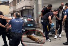ihbara giden polislerden birini pitbull oburunu ise sahibi isirdi dUXstqOL