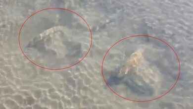iznik golunun tabaninda fark edildi uzmanlar bolgede xCQMYfXW