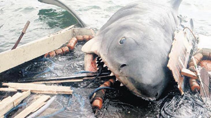 ‘Jaws’ın dişleri hâlâ güçlü 1 jawsin disleri h l guclu IyBauf8g