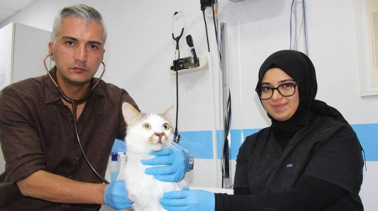 Kent değiştirince depresyona girdi! Kediye antidepresanlı tedavi 3 kent degistirince depresyona girdi kediye antidepresanli tedavi 1